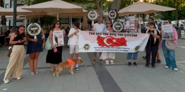 sinopta-sokak-hayvanlari-icin-tek-ses-oldular_6a54ace6dab1e.jpg