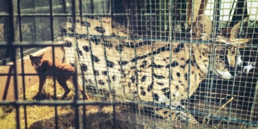 vasak-kedi-2475212.jpg