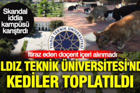yildiz-teknik-universitesinde-kediler-toplatildi-itiraz-eden-docent-iceri-alinmadi-wdqp.jpg