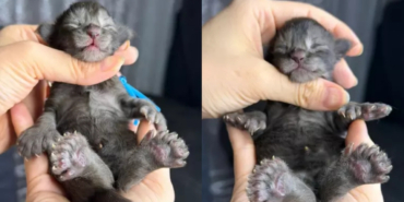 29-parmakli-kedi-1-9y0d.jpg