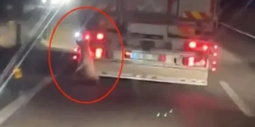 hayvan-haklari-katledildi-denizlide-trafikte-vicdanlari-yaralayan-dehset-anlari-kamerada-17875132931.webp