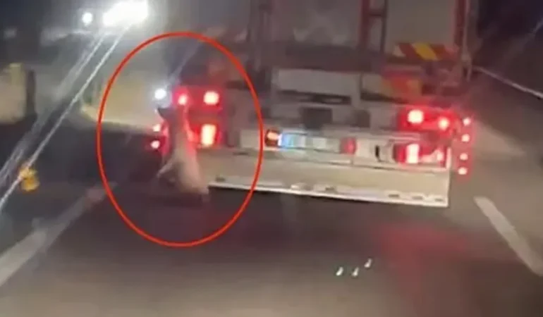hayvan-haklari-katledildi-denizlide-trafikte-vicdanlari-yaralayan-dehset-anlari-kamerada-17875132931.webp