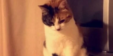 kedi.webp.webp