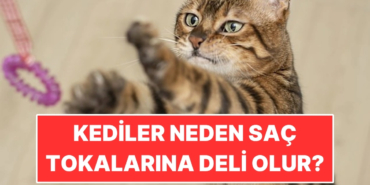 s-67493d81bbd8333ad20d534f5ff2fb621047eb79.jpg