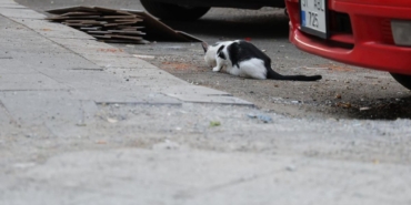 uzmanindan-kritik-kuduz-uyarisi-kedi-20157656_5178_amp.jpg