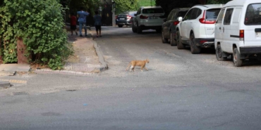 uzmanindan-kritik-kuduz-uyarisi-kedi-4-20157656_amp.jpg