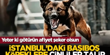 yeter-ki-goturun-afiyet-seker-olsun-istanbuldaki-basibos-kopeklere-cinliler-talip-2h1787986484-aeb30.jpeg