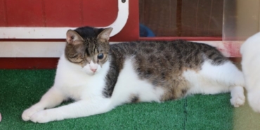 2026-09-11-bodrum-kedi-aa.jpg
