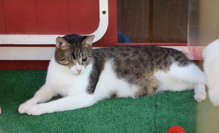 2026-09-11-bodrum-kedi-aa.jpg