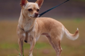 2026-09-15-civava-chihuahua-kopek-kapak-pexels.jpg
