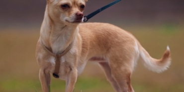 2026-09-15-civava-chihuahua-kopek-kapak-pexels.jpg