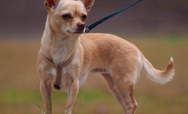 2026-09-15-civava-chihuahua-kopek-kapak-pexels.jpg