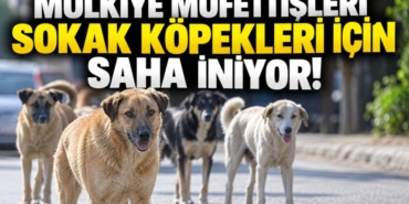 81-ilde-sokak-kopekleri-denetimi-mufettisler-sahaya-iniyor-manset-1788779562.jpg