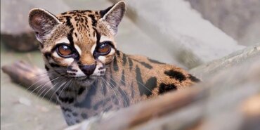 960px-Tilcayo_tiger_cat-7824882.jpg
