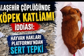 alasehir-de-kan-donduran-iddia-eski-coplukte-cuvallar-icinde-cok-sayida-hayvan-cesedi-bulundu-1261.j.jpeg