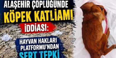alasehir-de-kan-donduran-iddia-eski-coplukte-cuvallar-icinde-cok-sayida-hayvan-cesedi-bulundu-1261.j.jpeg