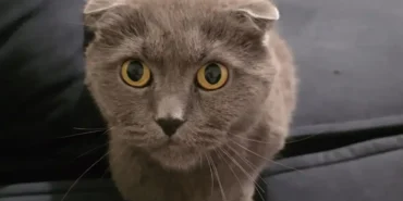 alikahyada-kayip-kedi-seferberligi-gumusten-haber-yok-kocaeligundem-4.webp.webp