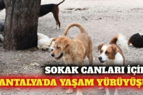 article-3677-cover-1785299258192.jpg