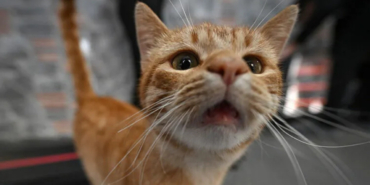 kedi-2-exkr.jpg