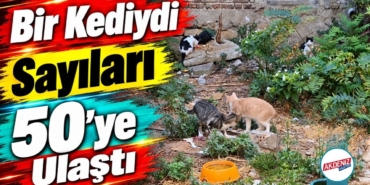 kedi.jpg