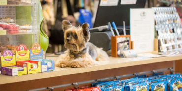 petshop-b9xq-hwyn.jpg