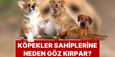 s-24b8800c7d4a70dc0db8c30d0b700746340d2311.jpg