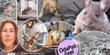 sokaklarin-gizli-gundemi-fareler-fareler-artti-mi-algi-mi-kopeklerin-etkisi-mi-odapati-arastirdi-hiq.jpeg