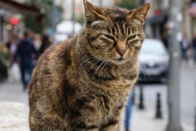 10-yil-once-kedi-sanip-eve-aldilar-buyuyunce-bambaska-bir-sey-ciktijpg-kfgugZk6Jk_chinssAMS-Q.jpg
