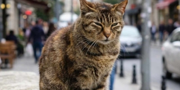 10-yil-once-kedi-sanip-eve-aldilar-buyuyunce-bambaska-bir-sey-ciktijpg-kfgugZk6Jk_chinssAMS-Q.jpg