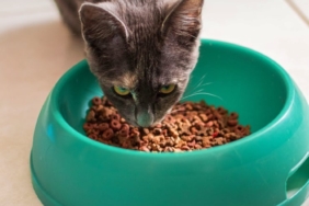 2026-10-23-kedi-mama-2-kapak-pexels.jpg