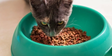 2026-10-23-kedi-mama-2-kapak-pexels.jpg