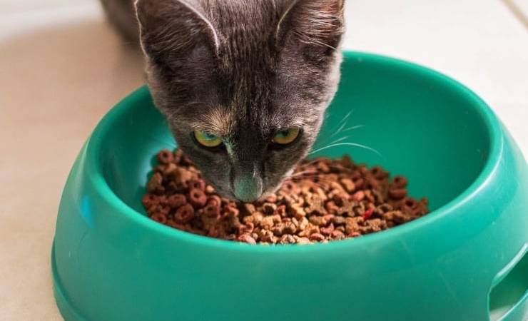 2026-10-23-kedi-mama-2-kapak-pexels.jpg