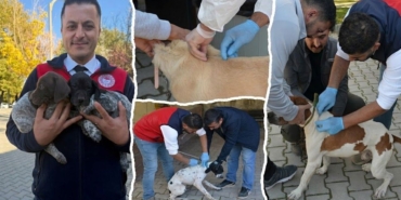 afsinde-kuduzla-mucadele-etkinligi-kedi-ve-kopeklere-asi-yapildi.jpg