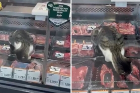 bursa-kedi-market-reyon-et-jpg-uevtC9uIWUmobge8mmDVfw.jpg