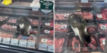 bursa-kedi-market-reyon-et-jpg-uevtC9uIWUmobge8mmDVfw.jpg
