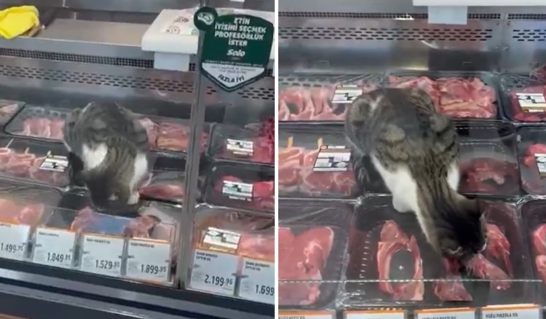 bursa-kedi-market-reyon-et-jpg-uevtC9uIWUmobge8mmDVfw.jpg