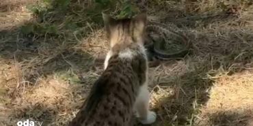 edirnede-kedi-ile-yilanin-mucadelesi-kamerada-m5uj.jpg