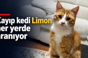 kayip-kedi-limon-haber-gorseli.png