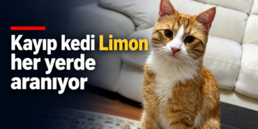 kayip-kedi-limon-haber-gorseli.png