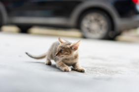kedi.jpg