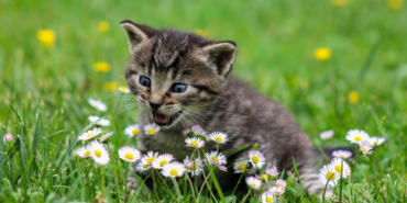 kedi-3-7cda.jpg