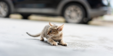 kedi.jpg