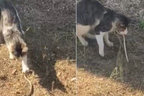 kedi-fare-ile-oynar-gibi-yilanla-oynadi-ymdo.jpg