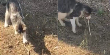 kedi-fare-ile-oynar-gibi-yilanla-oynadi-ymdo.jpg