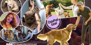 kopek-egitiminde-3-saniye-kurali-tuvalet-aliskanligi-icin-neye-dikkat-etmeli-sik-yapilan-hatalar-i1o.jpeg