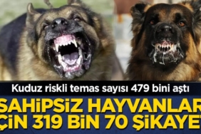 kuduz-riskli-temas-sayisi-479-bini-asti-sahipsiz-hayvanlar-icin-319-bin-70-sikayet-2h1793009880-3850.jpeg