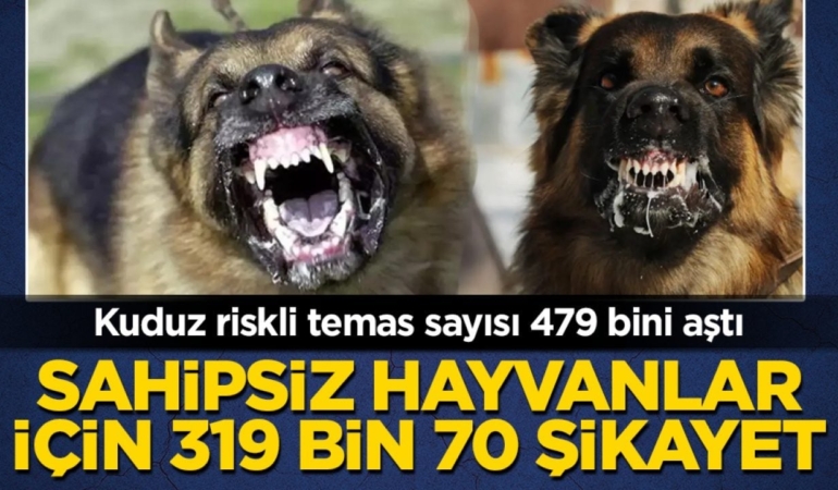 kuduz-riskli-temas-sayisi-479-bini-asti-sahipsiz-hayvanlar-icin-319-bin-70-sikayet-2h1793009880-3850.jpeg