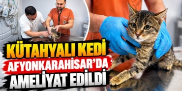 kutahyali-kedi-balli-diyafram-fitigi-ameliyatiyla-hayatta-kaldi-1.jpg