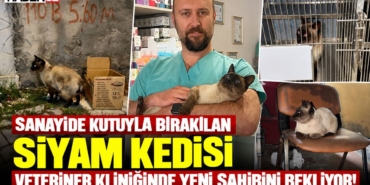 siyam-kedisi.jpg