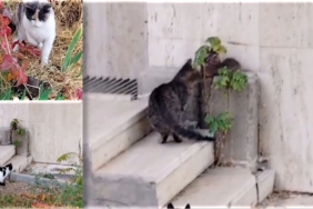 tunceliemek-3-kedi-1-fare-1.jpg